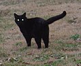 Black cat eyes.jpg