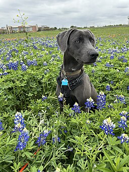 BlueLacyInBluebonnets