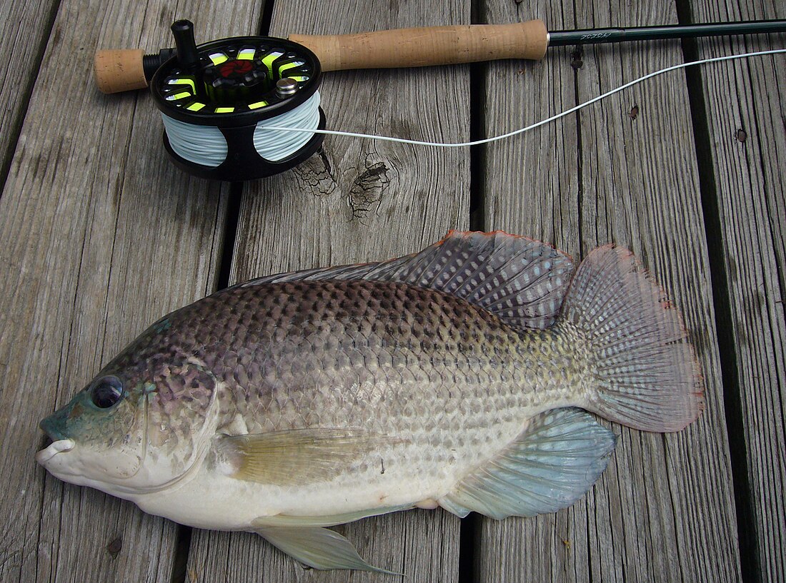 Oreochromis aureus