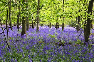 Cowleaze Wood Woodland in the Chiltern Hills of South East England