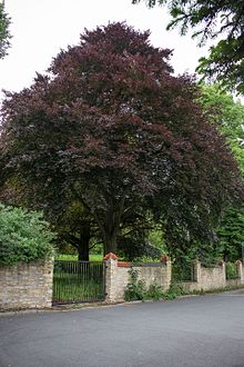 Copper beech natural monument in Osnabrück