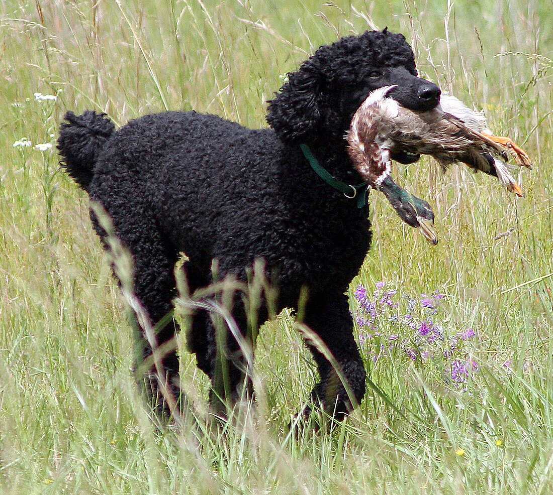 Chien de rapport