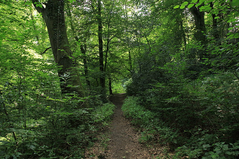 File:Bochum - Im Lottental-Hevener Straße - Waldsiepen 05 ies.jpg