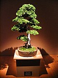 Miniatura para Bonsai