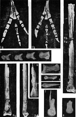 Fossils of Borogovia gracilicrus