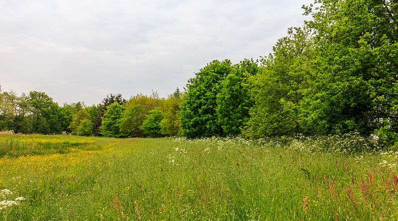 File:Boswal om bloemenweide. Locatie, Natuurterrein De Famberhorst 02.jpg