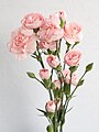 Bouquet of pink carnations.jpg