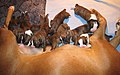 Four-day-old puppies nursing