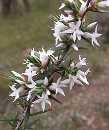 Brachyloma depressum in Grampians National Park Brachyloma depressum.jpg