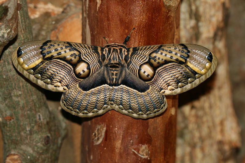 File:Brahmaea wallichii insulata (Brahmeid Moth).jpg