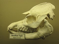 South American tapir skull