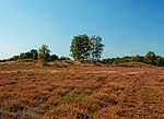 Naturschutzgebiet Bretziner Heide