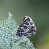 Bright bush blue (Cacyreus audeoudi).jpg