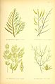 British seaweeds Artist rendition 1872 Desmarestia aculeata figure 18