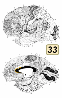 Brodmann area 33