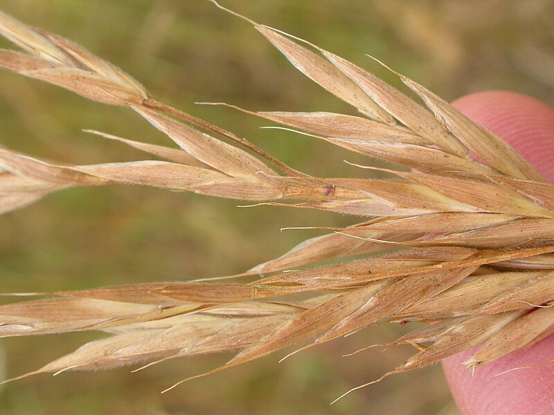 File:Bromus carinatus (3849546822).jpg