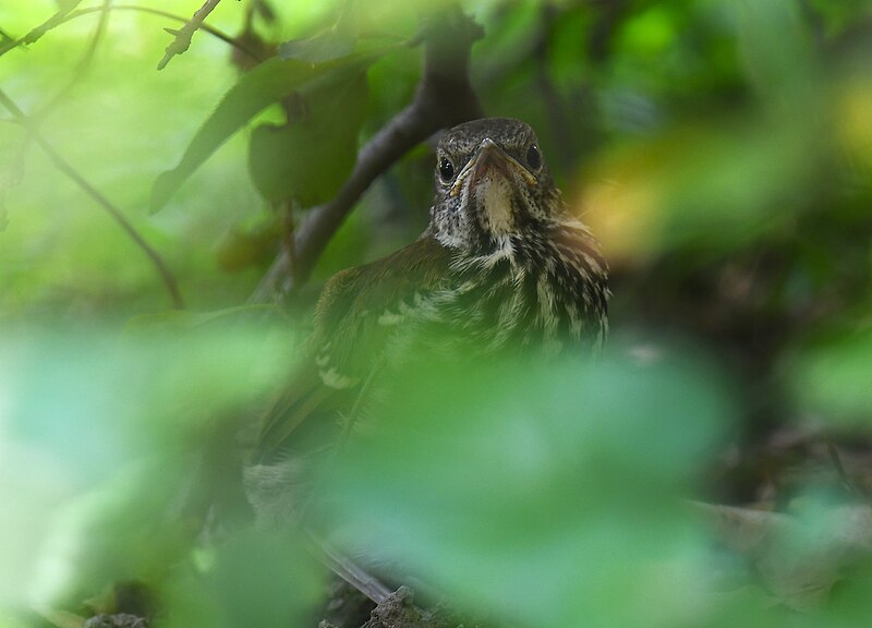 File:Brown Thrasher - babe under the bush - 52134753026.jpg