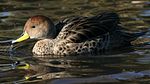 Brown pintail (Anas georgica spinicauda) (01).jpg