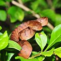 Braune Nachtbaumnatter (Boiga irregularis)