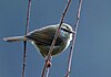 Brownish-flanked Bush Warbler I IMG 6777.jpg