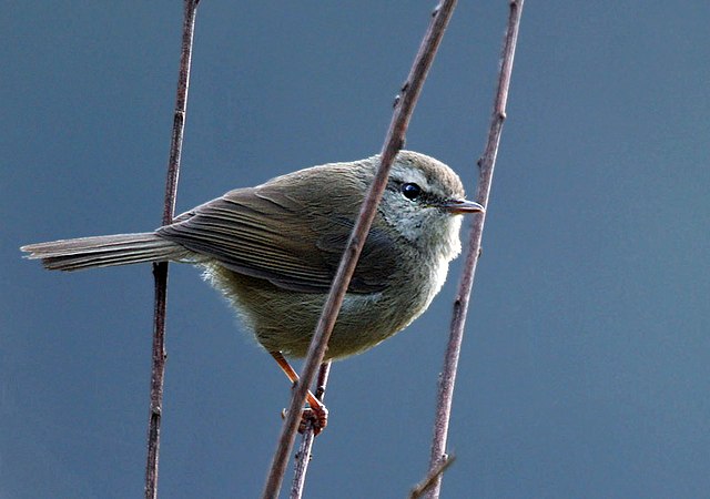 Brown-flanked Bush Warbler, Animal Database