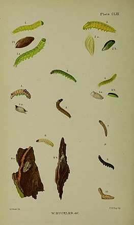 Figs. 3 larva after final moult 3a cocoon Buckler W The larvae of the British butterflies and moths Plate CLXI.jpg