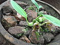 Bulbophyllum leopardinum