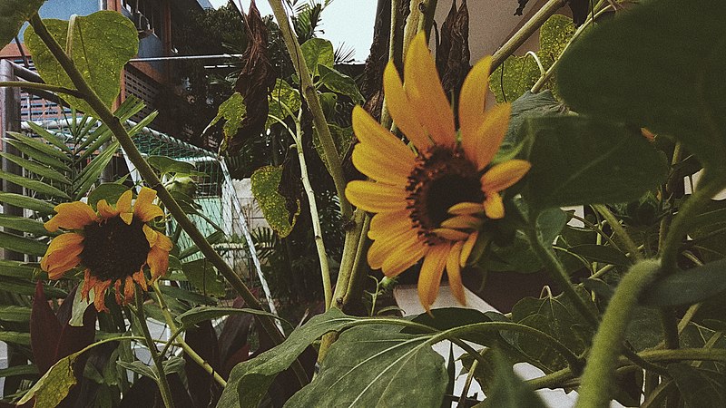 File:Bunga Matahari.jpg
