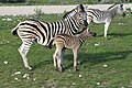 Steppenzebras im Etoscha Nationalpark