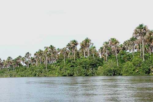 É importante na manutenção das florestas de palmeiras, principalmente dos buritizais na Amazônia