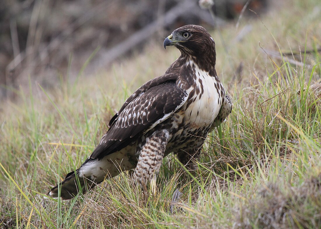 File:Buteo jamaicensis -Pillar Point Harbor, California, USA-8.jpg