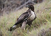 A living Buteo jamaicensis, or red-tailed hawk Buteo jamaicensis -Pillar Point Harbor, California, USA-8.jpg