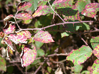 <i>Phragmidium violaceum</i> Species of fungus