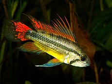 Apistogramma cacatuoides