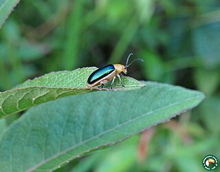 <i>Cacoscelis marginata</i> Species of flea beetle