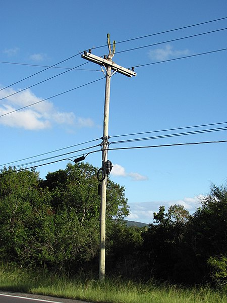 File:Cactus em Porto Alegre 001.JPG