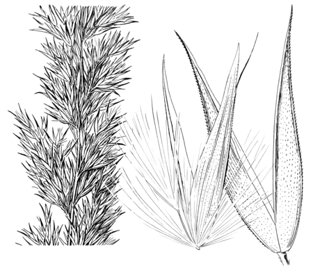 Calamagrostis_coarctata