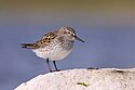 Calidris fuscicollis, Песчаное озеро, Альберта 2.jpg