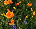 California Poppy