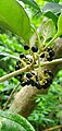 Fruits of Callicarpa lamii, Talofofo, Guam