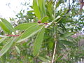 Callistemon comboynensis2.jpg