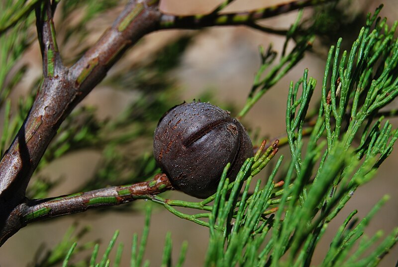 File:Callitris gracilis closed cone, Adelaide, South Australia.jpg