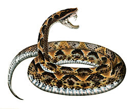 Malaizijos duobagalvė gyvatė (Calloselasma rhodostoma)