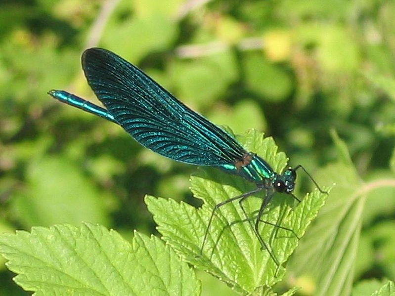 File:Calopteryx virgo aa.jpg