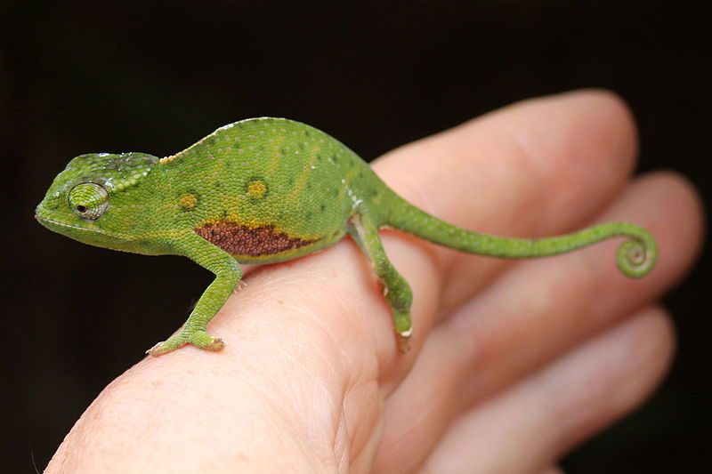 File:Cameleon, peyrieras 21.JPG