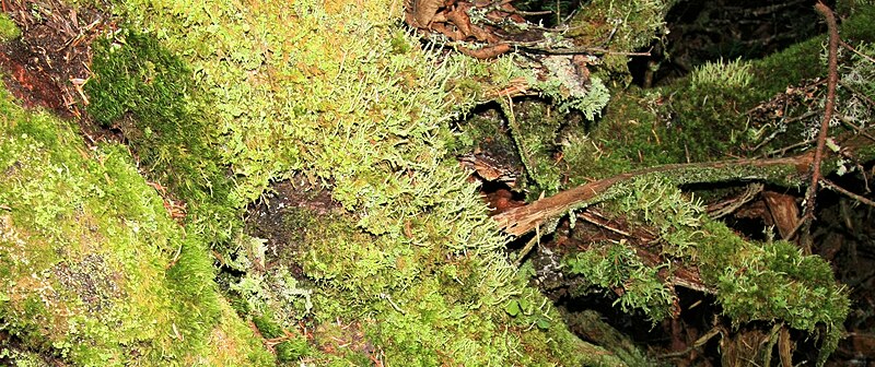 File:Camels Hump Trail Vermont moss and lichen 032D.jpg