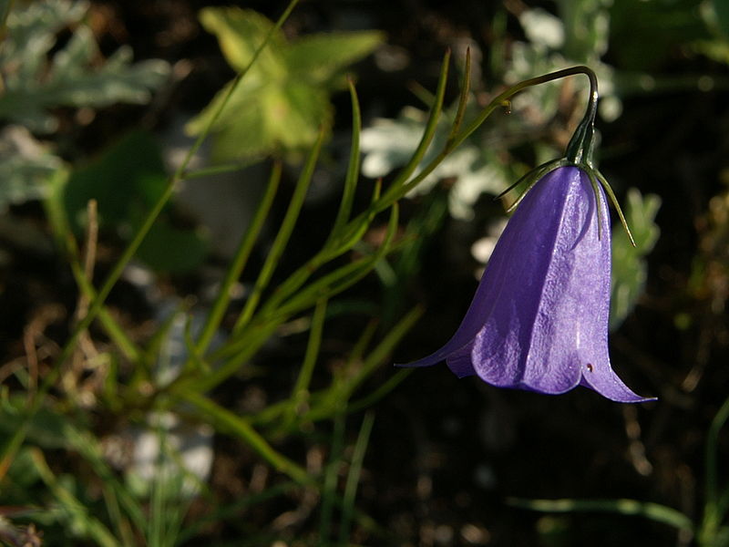 File:Campanula scheuchzeri PID1506-1.jpg