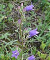 * Nomination: Campanula sibirica --Robert Flogaus-Faust 10:20, 11 August 2023 (UTC) * * Review needed