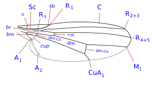 aile canaceidae veines 3.svg