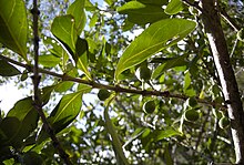 Canthium buah dan foliage.jpg